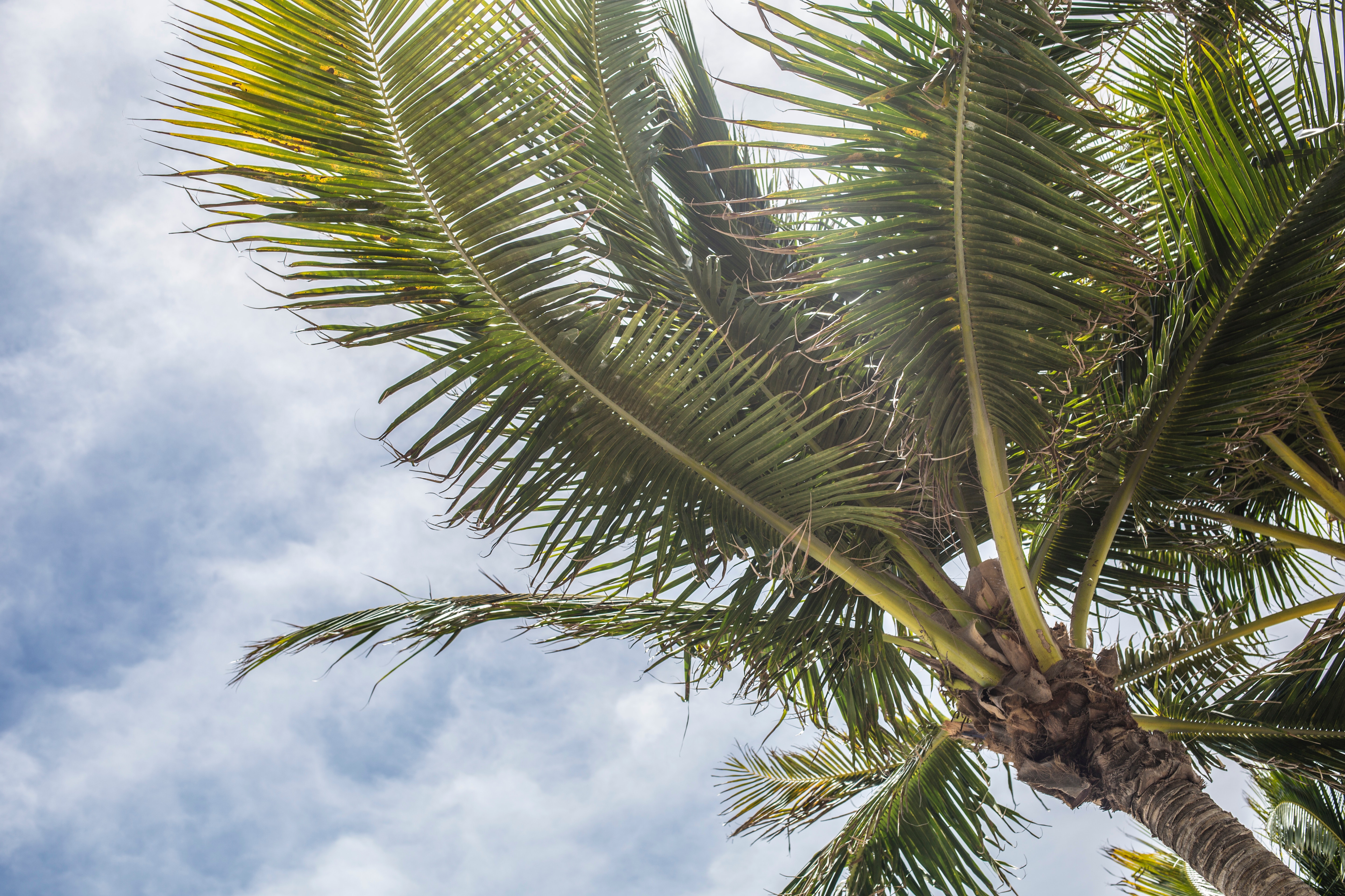 Palm Tree Stock Image